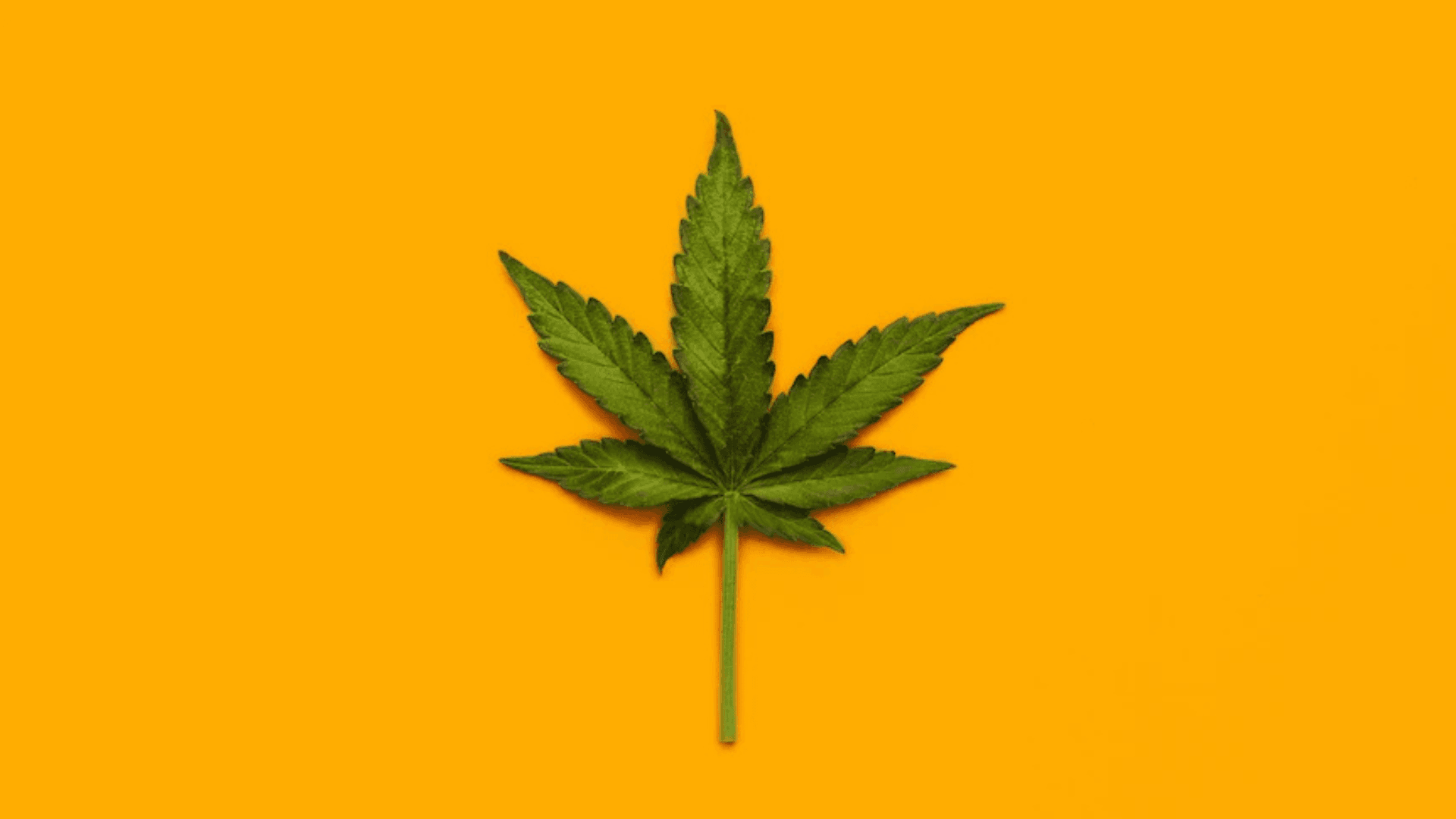 Medicinal Cannabis